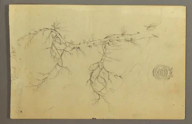 Un ramo spoglio di un albero